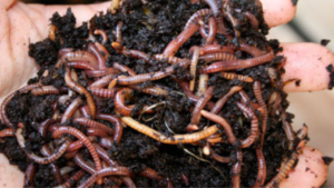 Minhocas – O arado da terra