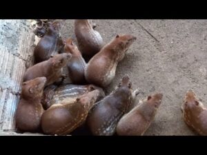 Criadouro Comercial de Paca – Parte 01